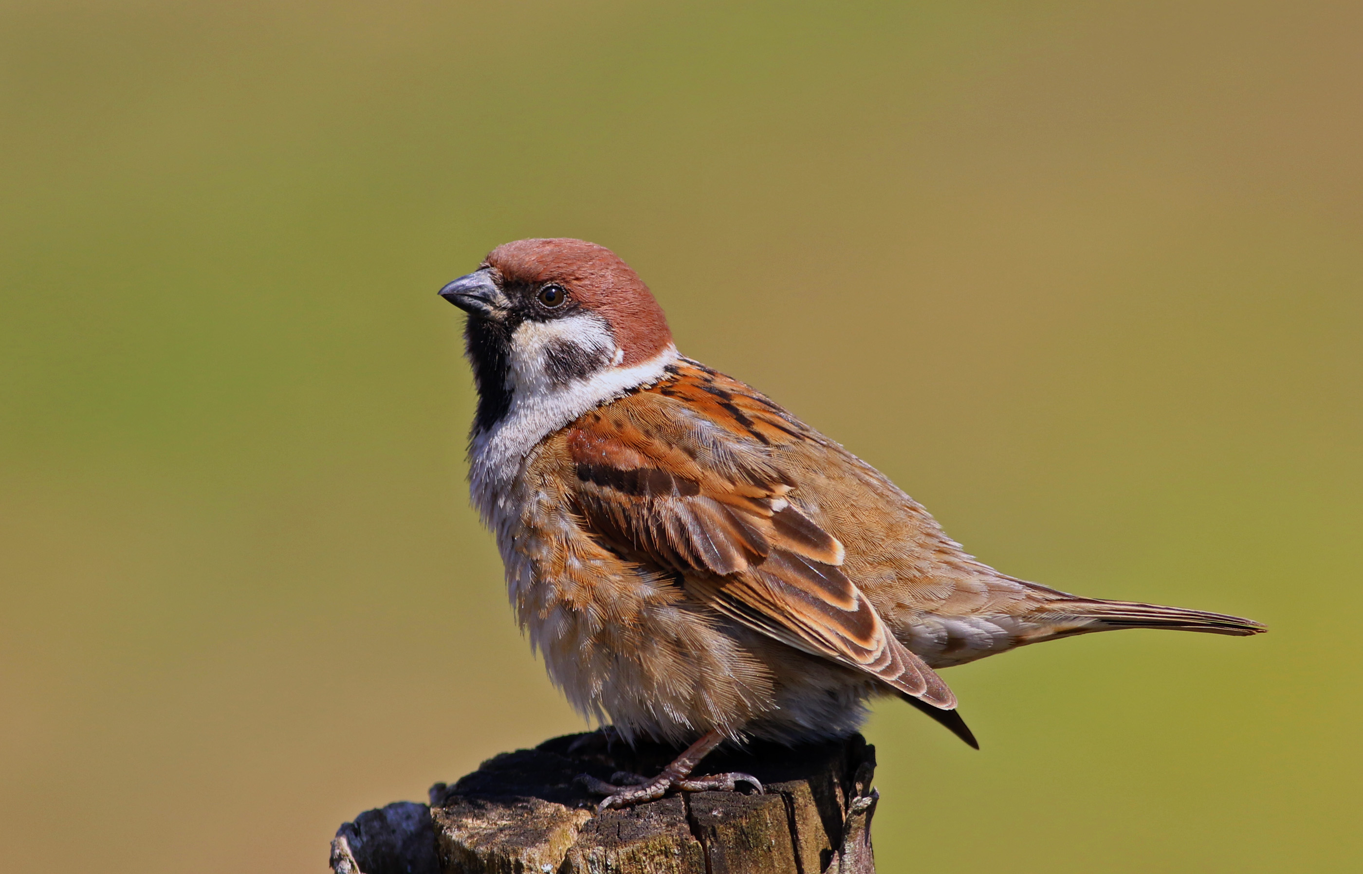 Eurasian Tree Sparrow
